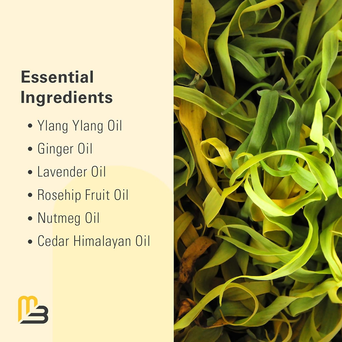 Ylang Ylang + Ginger Lymphatic Drainage Massage Oil – with Collagen & Stem Cells for Circulation, Detox & Cellulite Removal – Body Oil for Muscle Relief, Skin Firming & Relaxation – 8oz by M3 Naturals